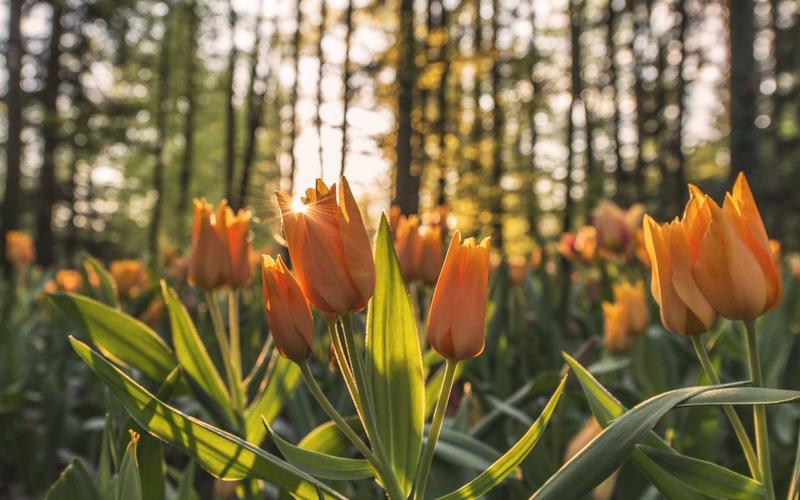 Summer Glamping Tips: Staying Cool and Comfortable